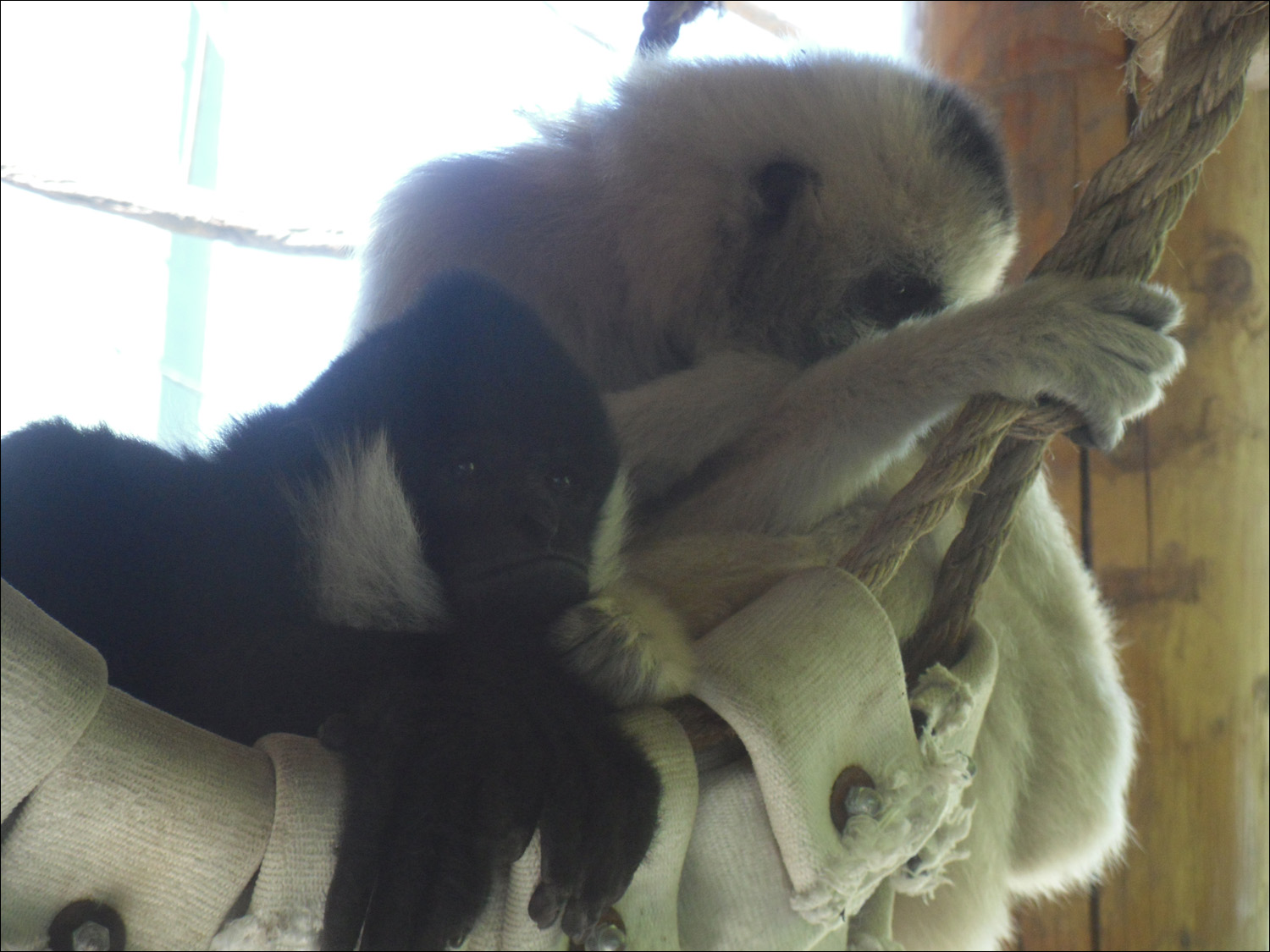 Tacoma, WA-Point Defiance Zoo & Aquarium-gibbons